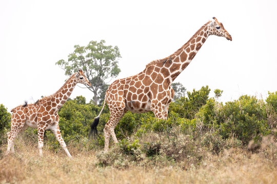 Giraffen