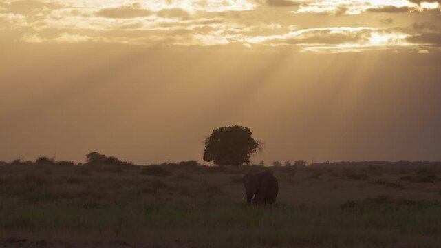 African elephant silhouetted at sunset in Amboseli National Park, Kenya, with a bird flying above it against the warm evening sky.
