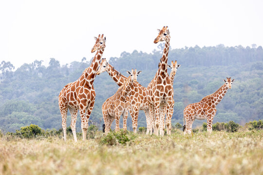 Giraffen