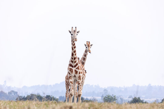 Giraffen