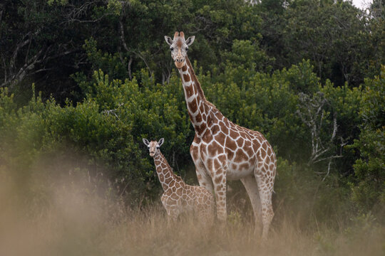 Giraffen