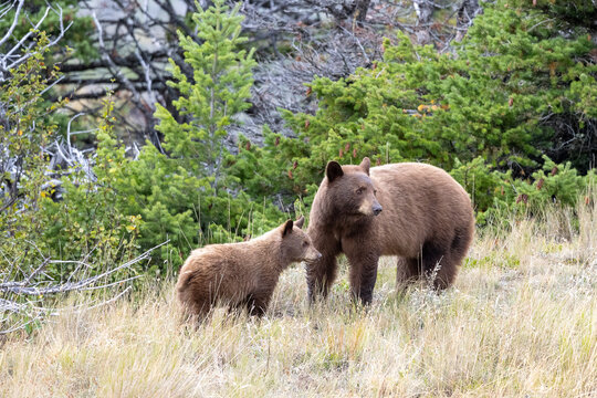 cinnamon black bear mother and cub in forest, Waterton Lakes Alberta Canada