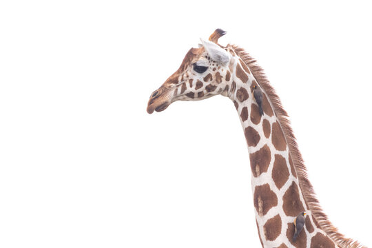 Giraffen