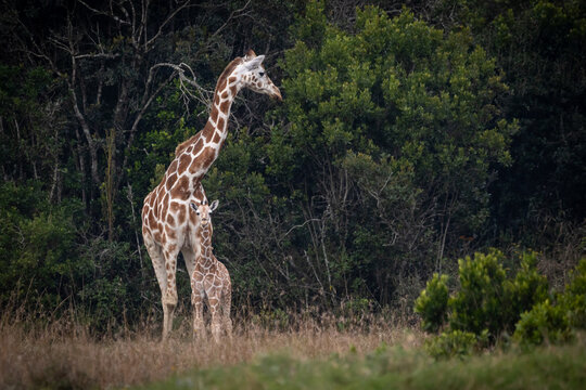 Giraffen