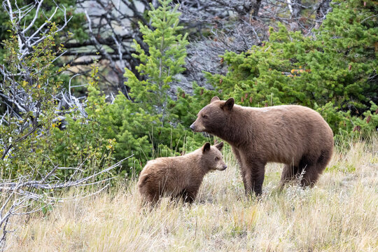 mother and cub cinnamon black bear standing in forest of Waterton Lakes National Park Alberta Canada