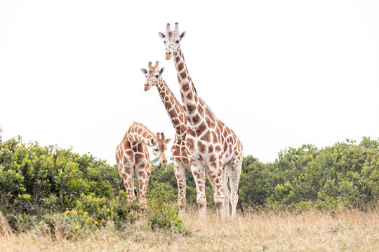 Giraffen