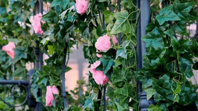 D&eacute;coration florale avec roses roses et feuillage de lierre sur une structure m&eacute;tallique