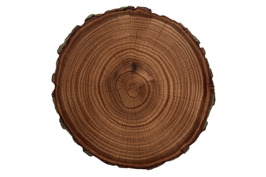 Natural round tree trunk wood slice
