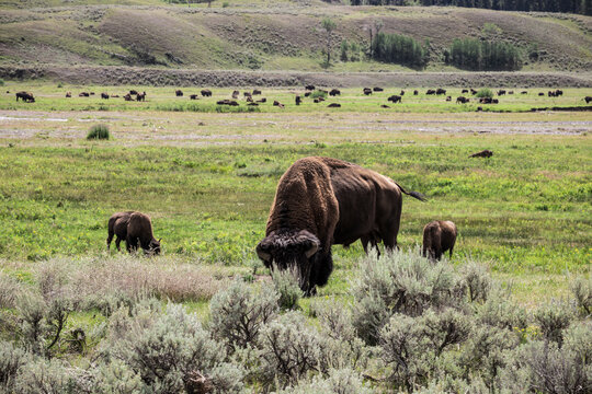 American Bison Grazing in a Meadow in Yellowstone National Park, USA
