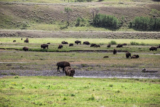 American Bison Grazing in a Meadow in Yellowstone National Park, USA