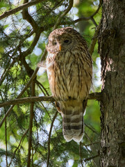 Puszczyk Uralski w Beskidzie Małym. Strix uralensis, Ural Owl © filozofgrecki