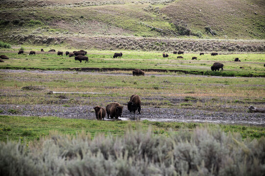American Bison Grazing in a Meadow in Yellowstone National Park, USA