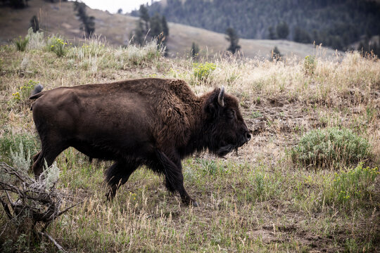 American Bison Grazing in a Meadow in Yellowstone National Park, USA