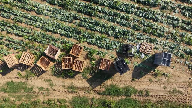 Harvest Ready Cabbage. Empty wooden crates and pallets lay scattered in neat rows across a field of lush green vegetables, awaiting the bounty of the harvest.