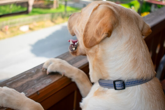 A happy Labrador Retriever relaxes on a wooden balcony in the warm sunlight, gazing outward with a cheerful expression. A friendly pet dog, a summer atmosphere, and a cozy, peaceful setting.