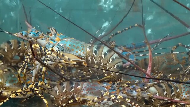 Several Ornate Spiny Lobster (Panulirus ornatus), also known as the Tropical Rock Lobster or Flower Dragon (Hualong), recognizable by their distinctive blue and green shells with white spots placed 
