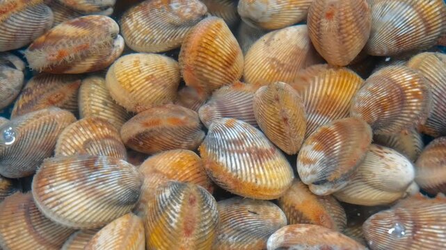 Dozens of cockles - marine bivalve mollusks with fluted shell lay in water in the tray on a fish market stall in Vietnam
