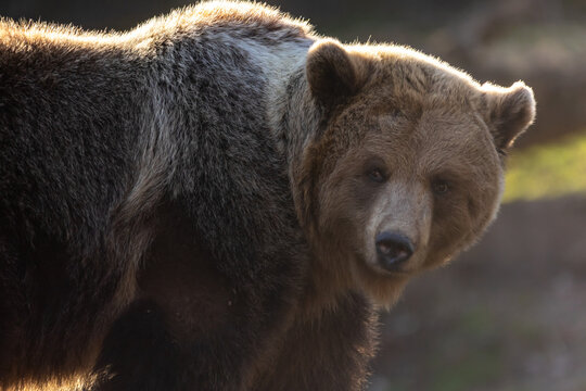 Braunb&auml;r im Gegenlicht