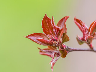 Obraz premium Tree branch with dark red leaves, Acer platanoides, the Norway maple Crimson King. Red Maple acutifoliate Crimson King, young plant with green background.