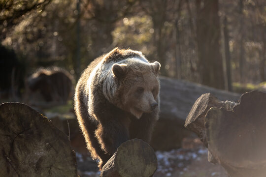 Braunb&auml;r im Gegenlicht