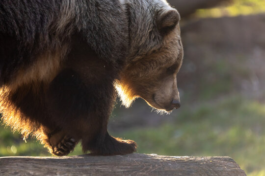 Braunb&auml;r im Gegenlicht