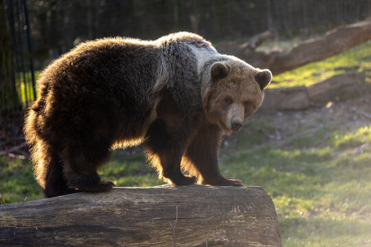 Braunb&auml;r im Gegenlicht