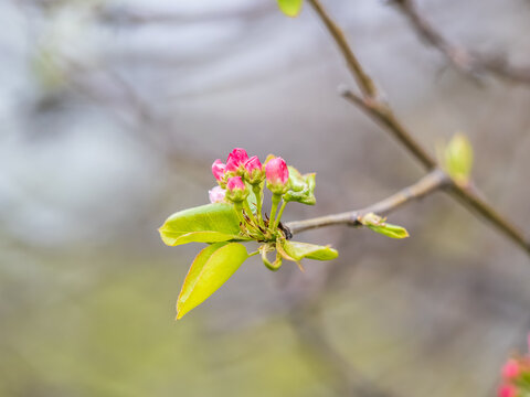 Fresh pink flowers of a blossoming apple tree with blured background
