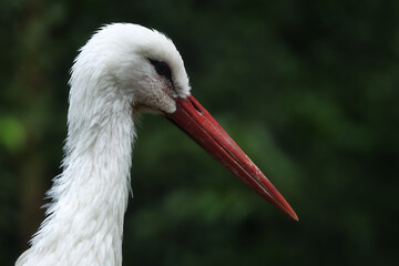 Close-up profile portrait of a White Stork with long red beak against a green blurred background © Enrico Obergefäll