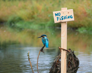 Zimorodek, Kingfisher, Alcedo atthis - ze znaczkiem no fishing lub zakaz połowu.  © filozofgrecki