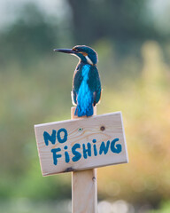 Zimorodek, Kingfisher, Alcedo atthis - ze znaczkiem no fishing lub zakaz połowu.  © filozofgrecki
