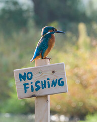 Zimorodek, Kingfisher, Alcedo atthis - ze znaczkiem no fishing lub zakaz połowu.  © filozofgrecki