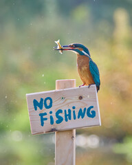 Zimorodek, Kingfisher, Alcedo atthis - ze znaczkiem no fishing lub zakaz połowu.  © filozofgrecki