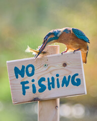 Zimorodek, Kingfisher, Alcedo atthis - ze znaczkiem no fishing lub zakaz połowu.  © filozofgrecki