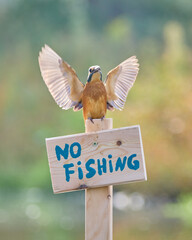 Zimorodek, Kingfisher, Alcedo atthis - ze znaczkiem no fishing lub zakaz połowu.  © filozofgrecki
