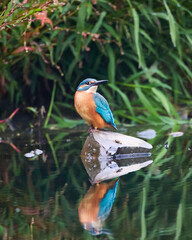 Zimorodek, Kingfisher, Alcedo atthis na polowaniu. © filozofgrecki