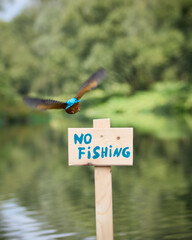 Zimorodek, Kingfisher, Alcedo atthis - ze znaczkiem no fishing lub zakaz połowu.  © filozofgrecki