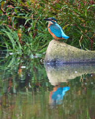 Zimorodek, Kingfisher, Alcedo atthis na polowaniu. © filozofgrecki