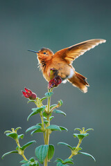 Fototapeta premium Shining Sunbeam, Aglaeactis cupripennis, small Andean hummingbird perched on flowering plant with wings raised, cinnamon plumage, white rump, high altitude paramo, South America, tropical scene
