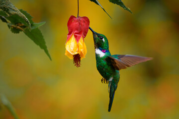 Fototapeta premium White-throated Daggerbill, Schistes albogularis, small Andean hummingbird hovering while feeding on red and yellow flower, iridescent green plumage, white throat patch, South America, forest bird