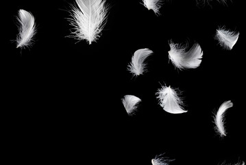 White feather isolated on a black background. © Nikolay