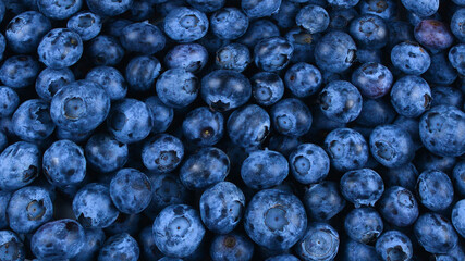 Fresh blueberry background. Texture blueberry berries close up. © Nikolay