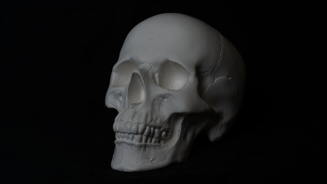 Artificial Human Skull Isolated on Black Background
