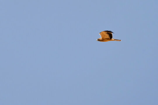 Booted eagle soaring in a clear blue sky