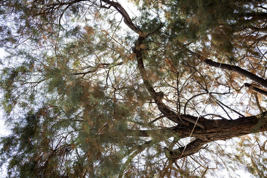 Sunlight Shining Through the Branches of Pinyon Pine Trees in Summer.