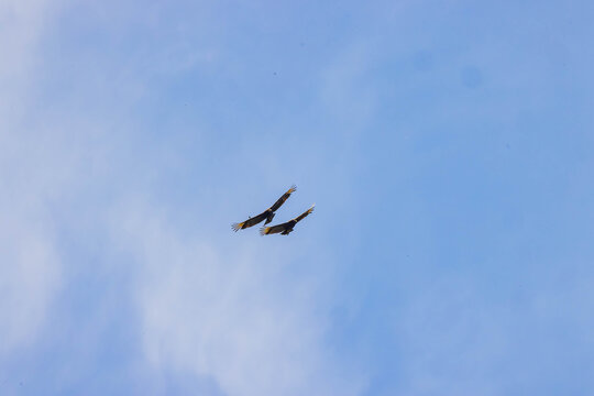 Two large birds soar through a clear blue sky.