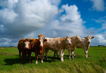 Cow enters fresh summer grassland. Healthy cow watches cows nearby. Cow joins livestock, cattle, grazing herd. Cow prefers rich pasture. © Volodymyr