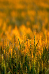 Obraz premium Wheat spike rises at sunset. Wheat spike holds fine awn. Backlit wheat spike forms silhouette. Golden wheat spike fills frame.