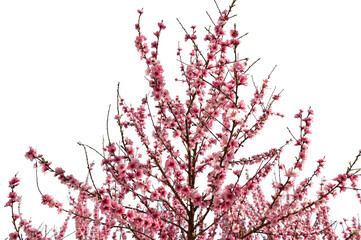 Peach tree branches, isolated against a transparent background, bursting into bloom with delicate pink flowers that herald the arrival of spring. © TAMER YILMAZ
