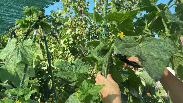 A person uses black garden shears to cut a green cucumber from a vine, surrounded by large green leaves and small yellow flowers in an outdoor garden