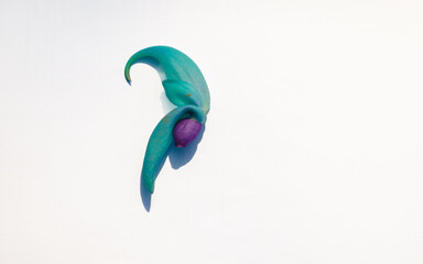 Botanical tropical one jade vine flower on white background displaying its unusual shape. © Brian Scantlebury